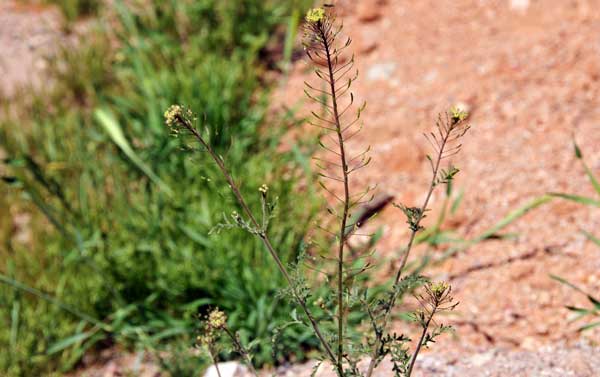 Descurainia pinnata, Western Tansymustard, Southwest Desert Flora